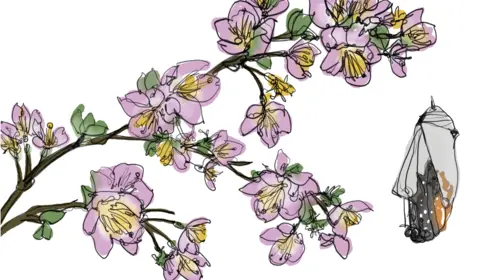 Drawing of cherry blossoms on a branch with a chrysalis hanging from it. There is a butterfly emerging from the chrysalis