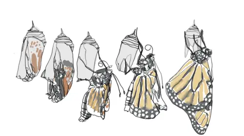 Drawing of various stages of a butterfly emerging from a chrysalis by Ian Sklarsky